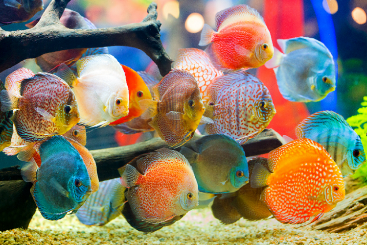 7 Ikan Pembawa Hoki Dan Rezeki. Mana Yang Paling Cantik Dan Bawa Hoki?